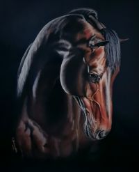 Gniady koń arabski, 60x70 cm, pastele